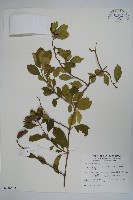 藏品(羊角藤、武靴藤)的圖片