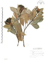 藏品(豬腳楠)的圖片