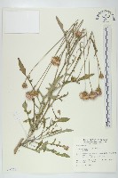 藏品(泥胡菜)的圖片