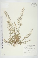 藏品(薺)的圖片