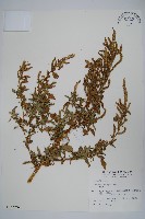 藏品(刺莧)的圖片