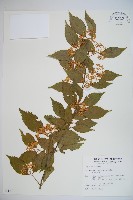 藏品(呂宋莢迷)的圖片