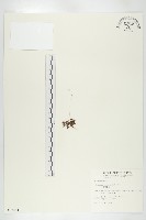 藏品(小毛氈苔)的圖片