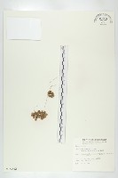 藏品(金錢草、錦地羅)的圖片