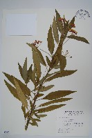 藏品(尖尾鳳、馬利筋)的圖片