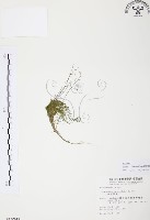 藏品(絲葉狸藻)的圖片