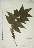 藏品(山黃麻)的圖片