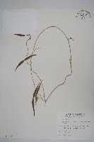 藏品(鷗蔓)的圖片