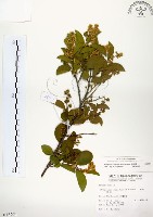 藏品(灰木)的圖片