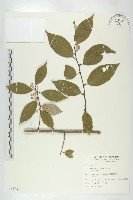 藏品(藤胡頹子)的圖片