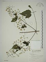 藏品(串鼻龍)的圖片