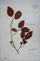 藏品(臺灣赤楊、臺灣榿木)的圖片