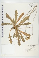 藏品(青牛膽)的圖片