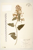 藏品(蔓黃菀)的圖片