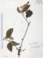 藏品(杜鵑桑寄生)的圖片