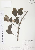 藏品(杜鵑桑寄生)的圖片