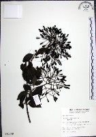 藏品(腺果藤、刺藤)的圖片