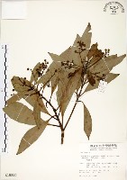 藏品(大葉楠)的圖片