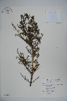 藏品(川上氏忍冬)的圖片