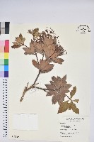 藏品(臺灣馬醉木)的圖片