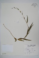 藏品(玉山沙參)的圖片