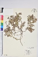 藏品(高山白珠樹)的圖片