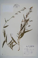 藏品(玉山沙參)的圖片