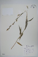 藏品(玉山沙參)的圖片