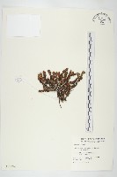 藏品(玉山佛甲草)的圖片