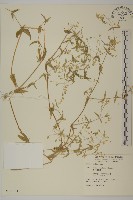 藏品(疏花繁縷)的圖片