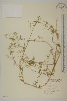 藏品(疏花繁縷)的圖片