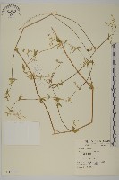 藏品(疏花繁縷)的圖片