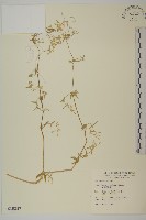 藏品(疏花繁縷)的圖片