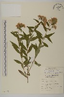 藏品(臺灣馬蘭)的圖片