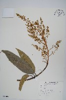 藏品(芒果、檬果、檨仔)的圖片