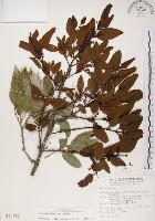 藏品(椆樹桑寄生, 大葉榿寄生)的圖片