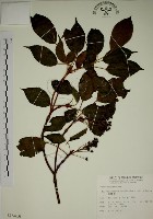 藏品(昆欄樹)的圖片