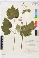 藏品(小白頭翁、野棉花)的圖片