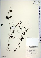 藏品(倒地蜈蚣、四角銅鑼)的圖片