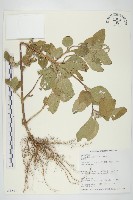 藏品(金腰箭)的圖片