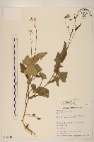 藏品(紫背草)的圖片