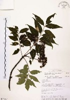 藏品(賊仔樹)的圖片