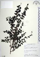 藏品(水雞油)的圖片