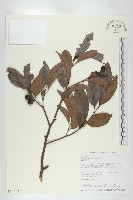 藏品(山紅柿)的圖片