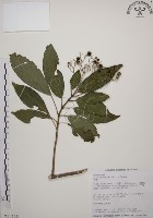 藏品(大青)的圖片