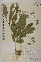 藏品(地膽草、毛蓮菜)的圖片