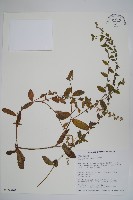 藏品(盾果草)的圖片