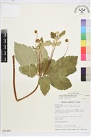 藏品(小白頭翁、野棉花)的圖片