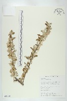 藏品(宜梧)的圖片