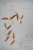 藏品(通天蓮)的圖片